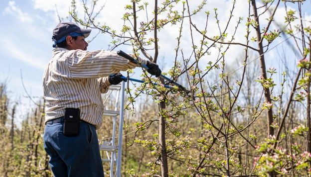 Pruning Trees Leominster MA
