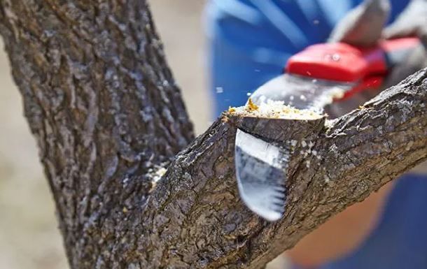 Tree Pruning Near Me