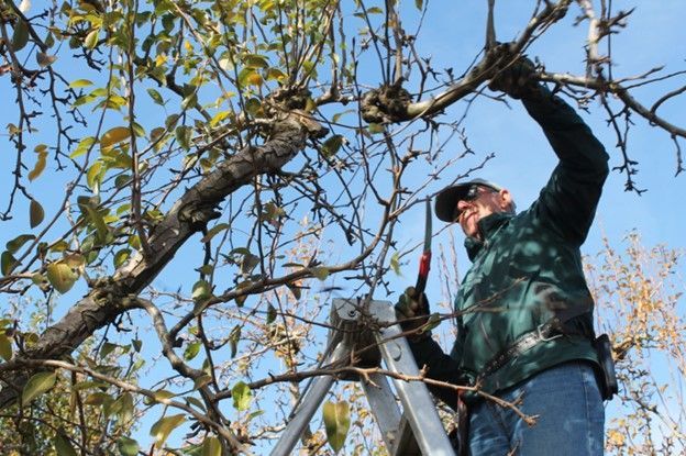 Tree Pruning Near Me