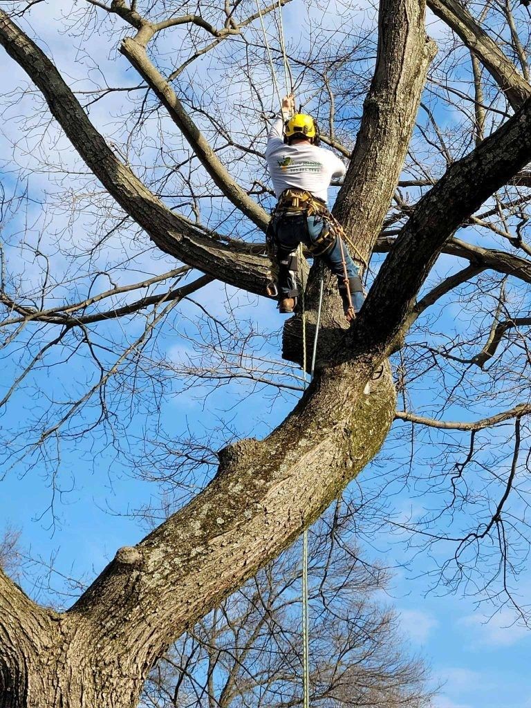 emergency tree services