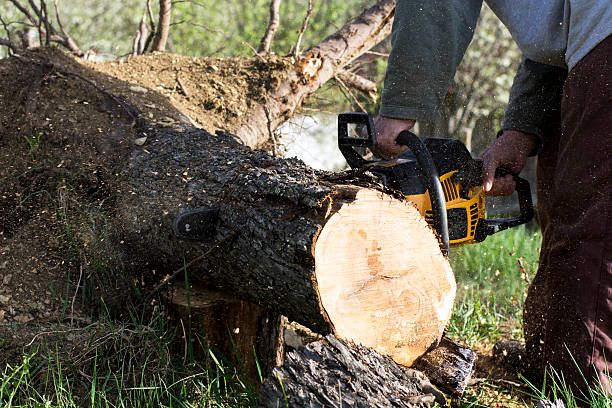 Tree Trimming Service Near Me Leominster MA