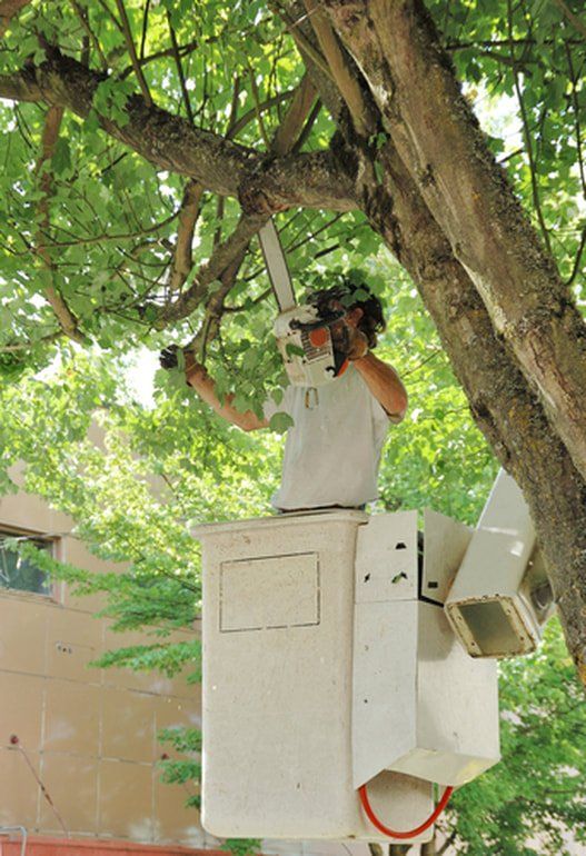 Emergency Tree Services