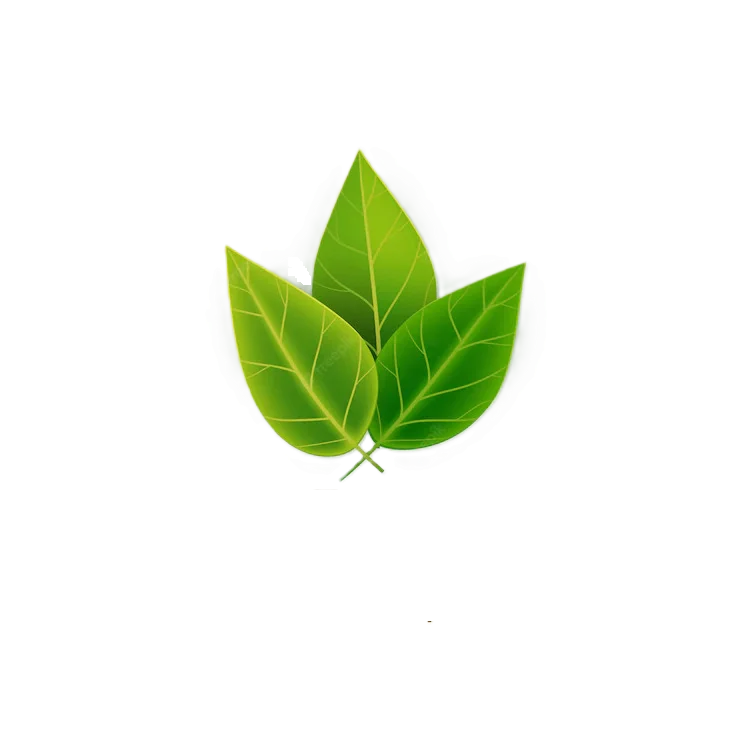 A cluster of three vibrant green leaves overlapping against a plain white background.