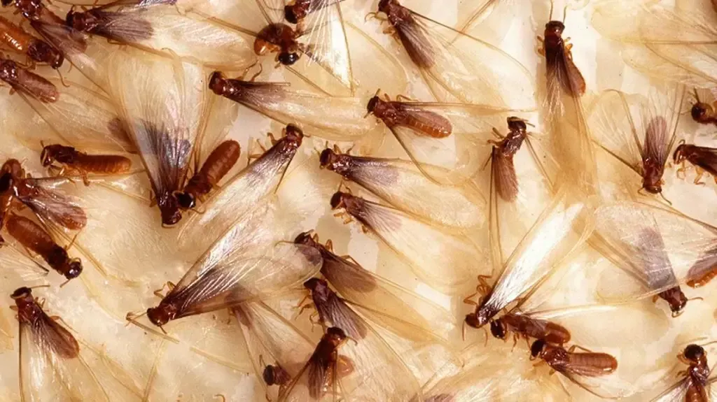 Close-up of many brown-winged insects clustered on a pale wooden surface.