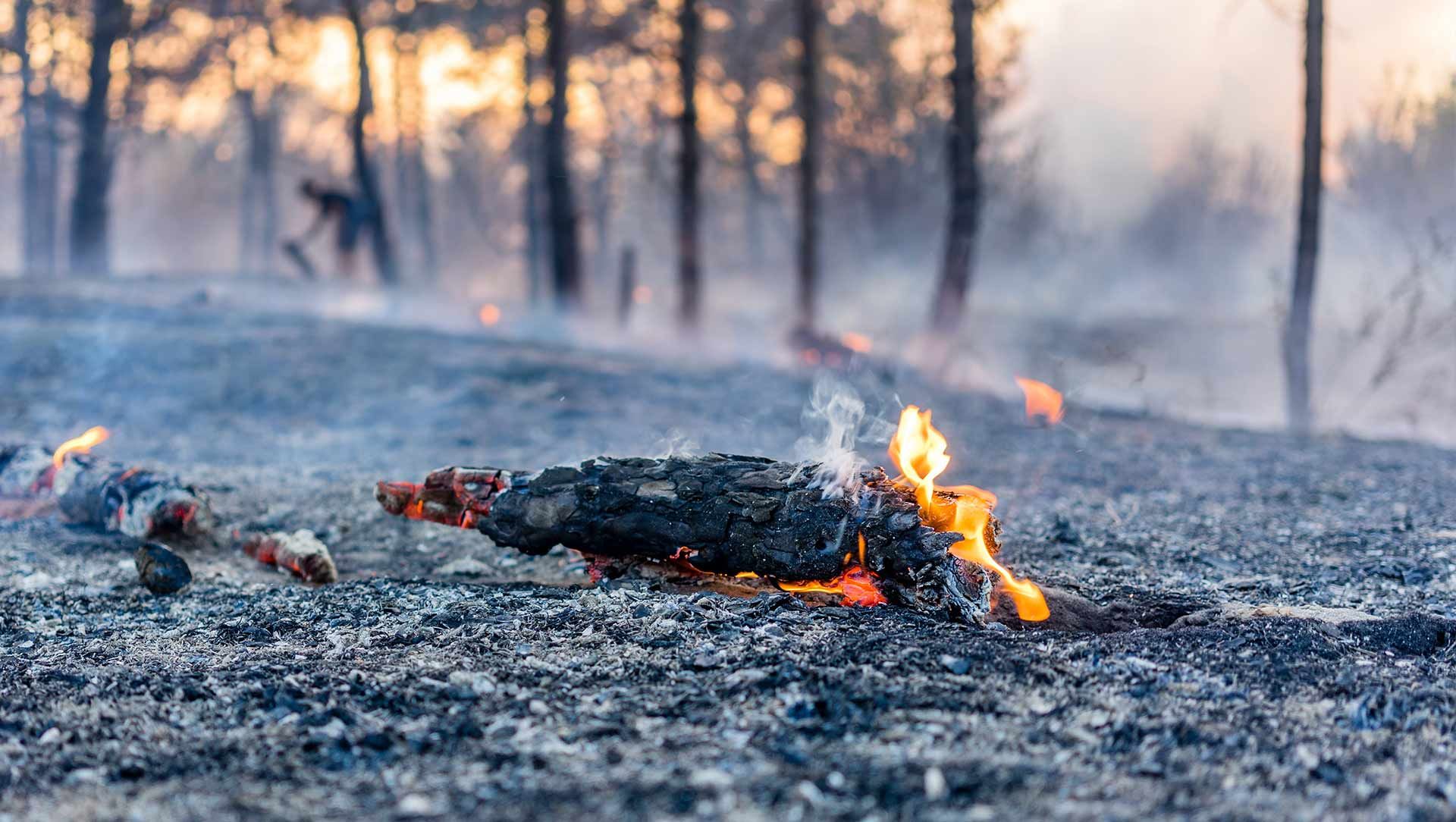 Small fire burning on a charred log in a smoky, ashy forest clearing at dusk