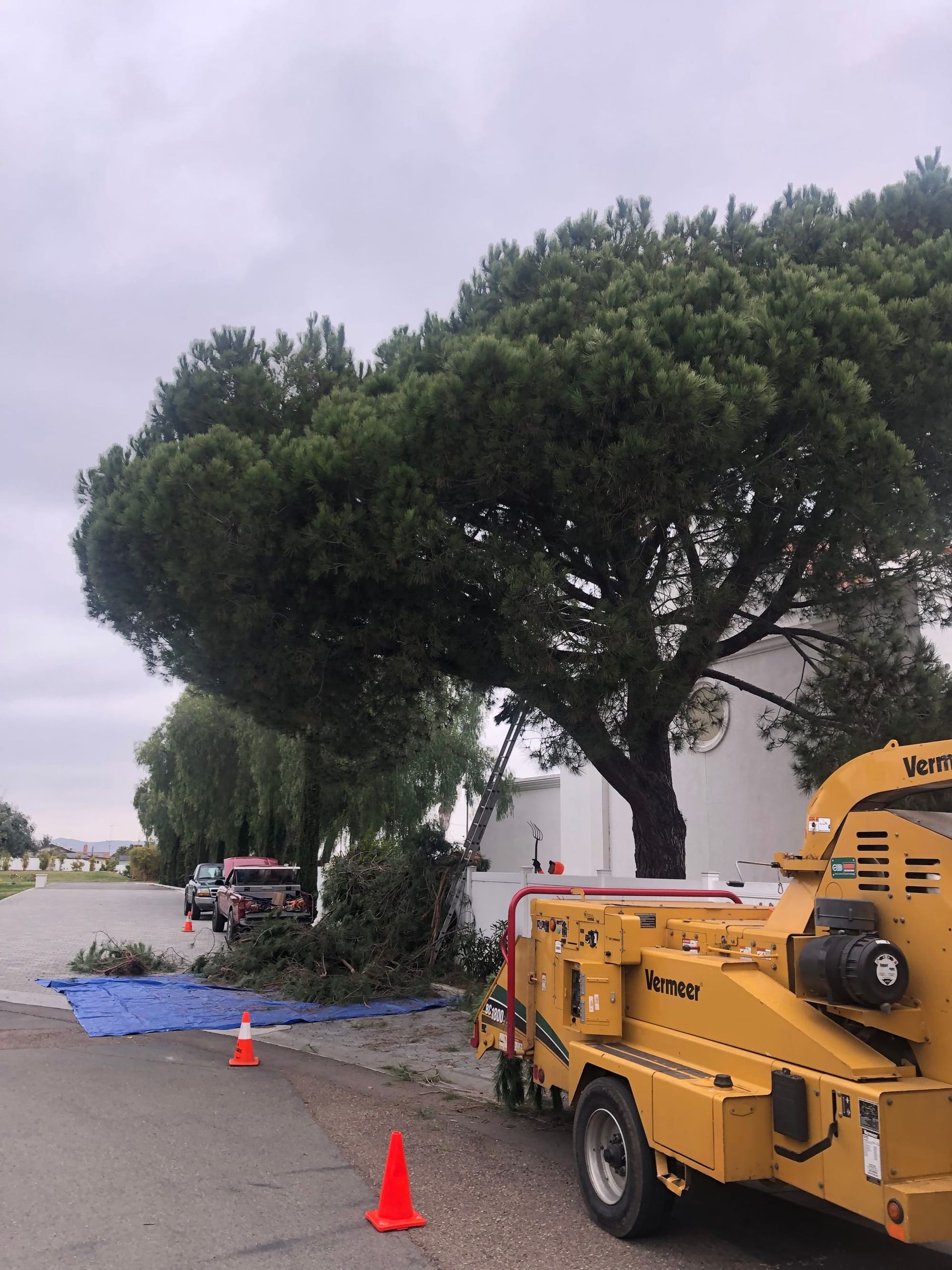 A tree being trimmed with a yellow wood chipper on a roadside, with debris and orange cones visible.