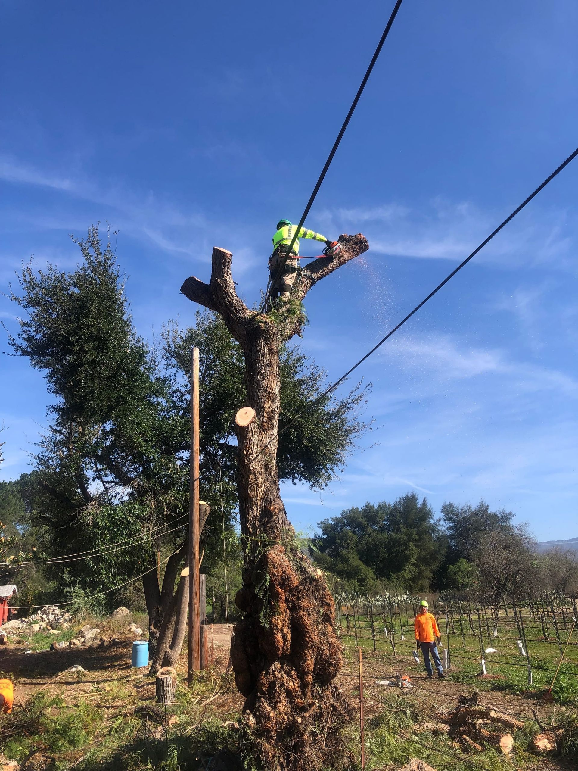 A tree is being trimmed near power lines by a worker in safety gear; another worker watches in a rural setting.