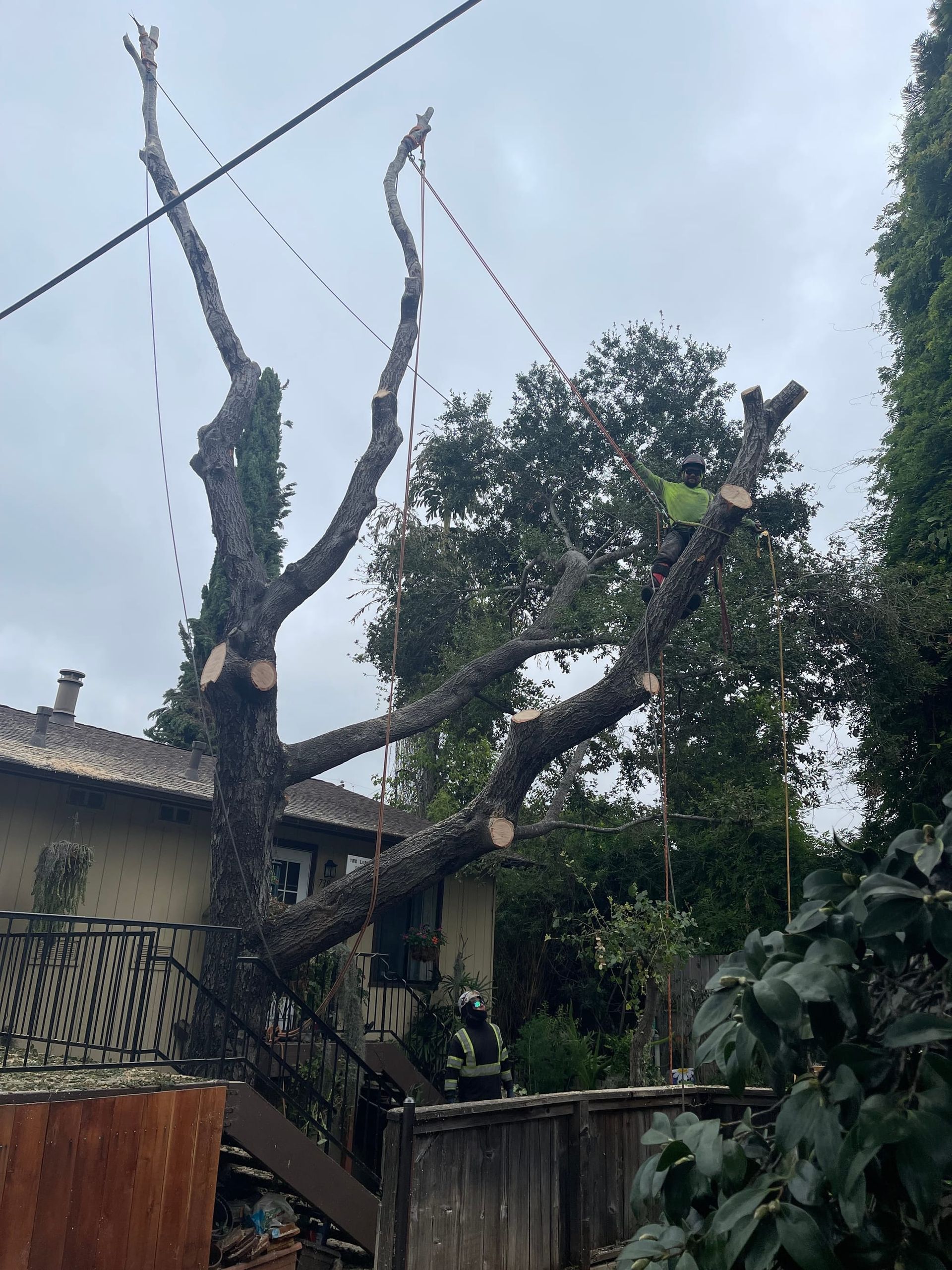 Tree being trimmed near a house, with utility lines overhead. A worker is visible in the tree. Gray sky.