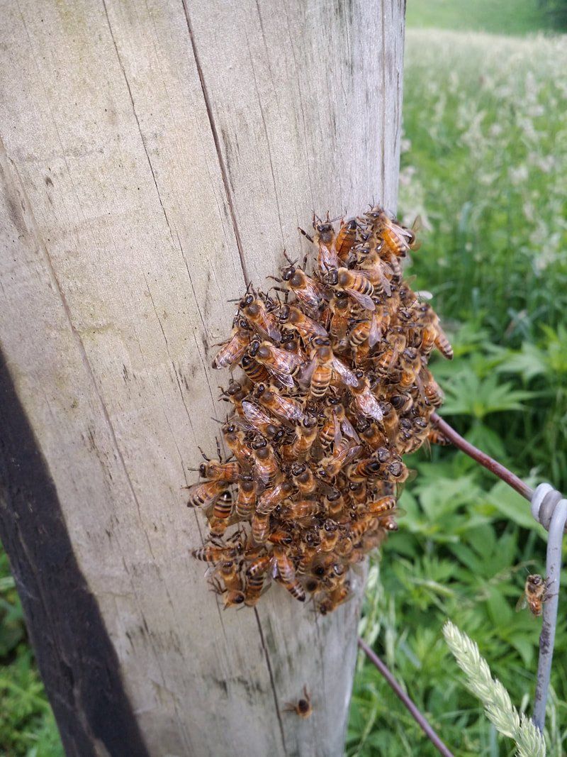 Small Swarm at the Backyard