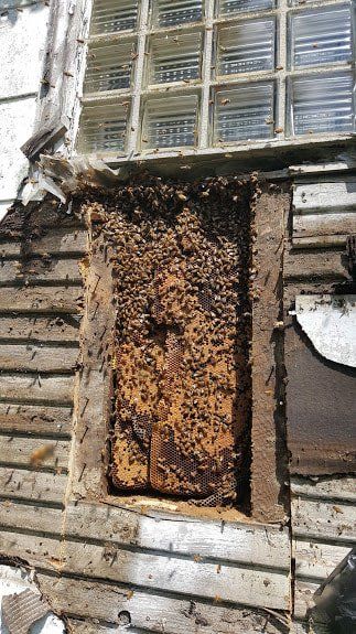 Bees on House Siding