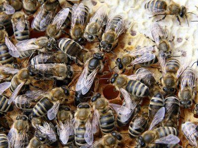 Queen Bee