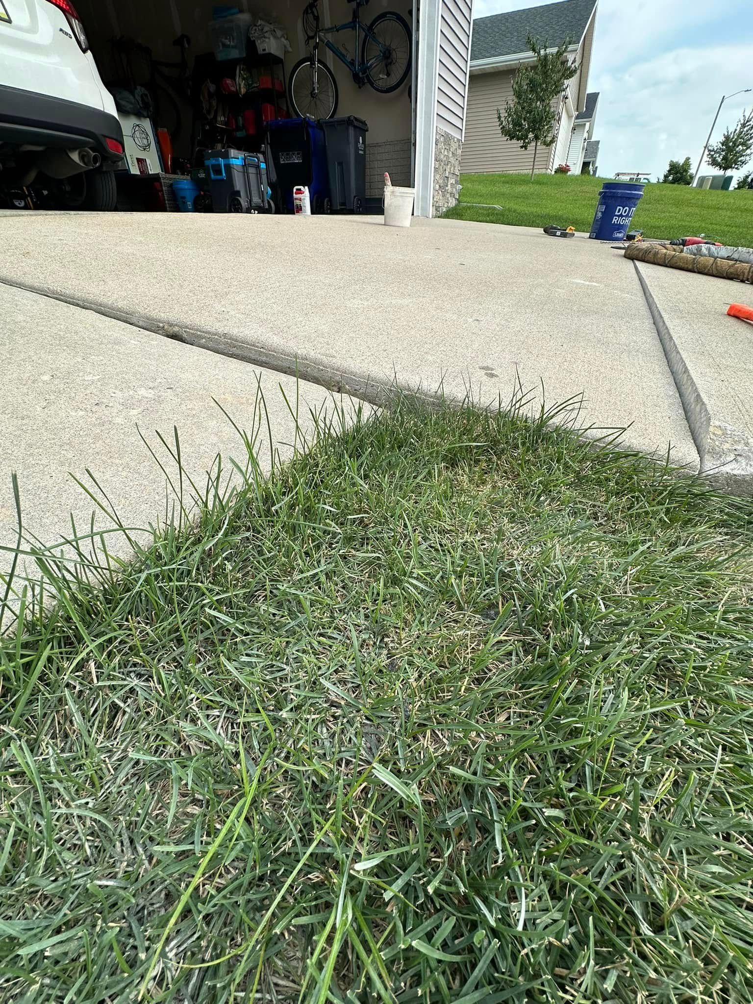 Green grass growing next to a concrete driveway and a garage.