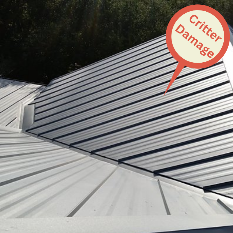 Metal Roof Critter Damage by Austin Roofing and Sheet Metal