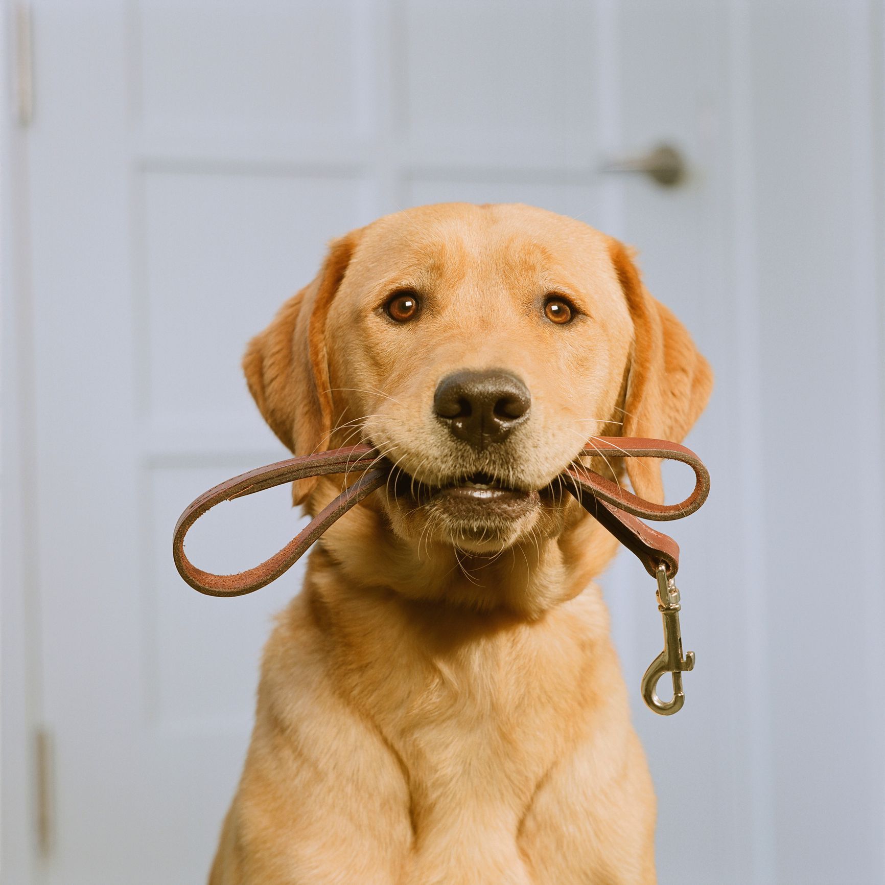 accessori animali