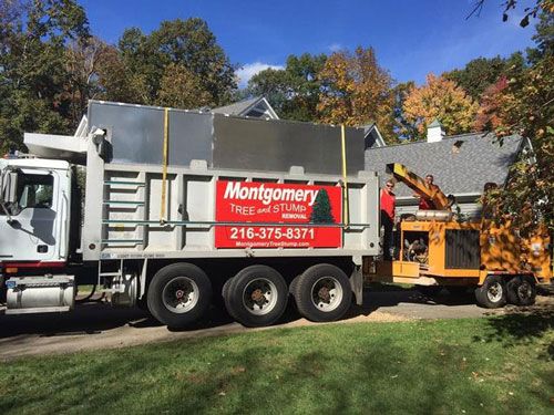 Photos | Chardon, OH | Montgomery Tree & Stump Removal