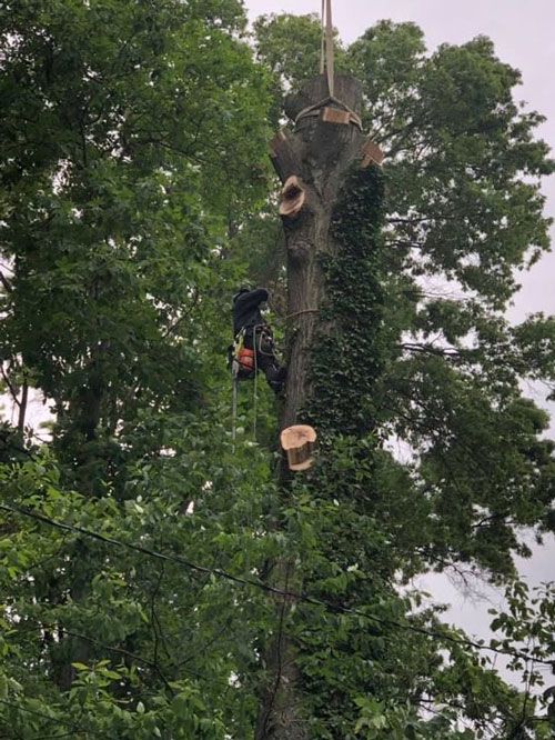 Photos | Chardon, OH | Montgomery Tree & Stump Removal