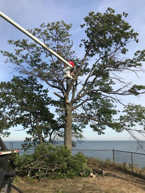 Photos | Chardon, OH | Montgomery Tree & Stump Removal