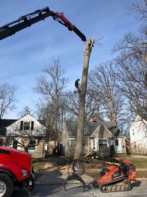 Man Climbing A Tree | Chardon, OH | Montgomery Tree & Stump Removal