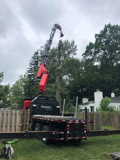 A Feller Buncher Cutting Tree | Chardon, OH | Montgomery Tree & Stump Removal