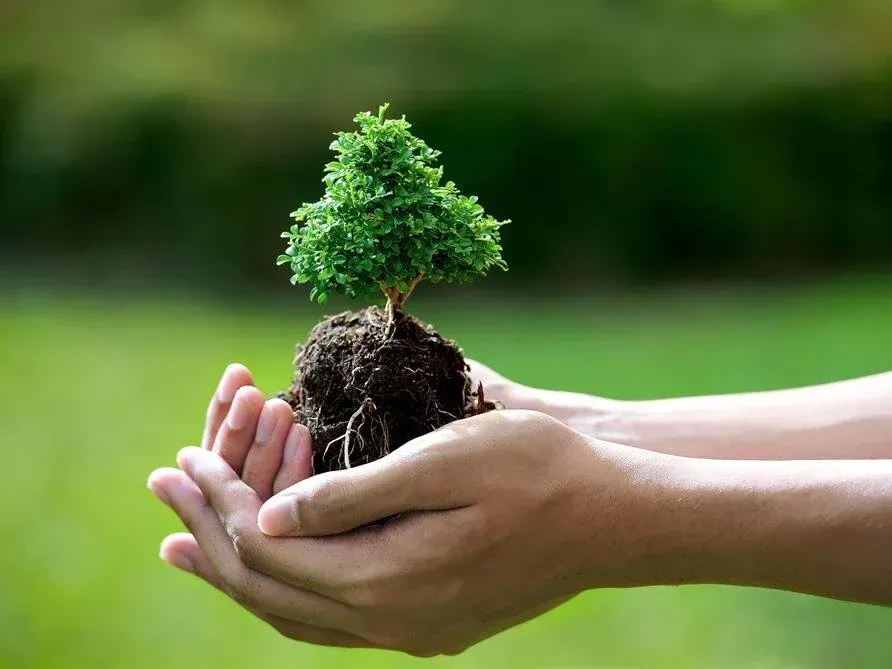 Hands holding a small tree sapling with roots and soil against a blurred green background.