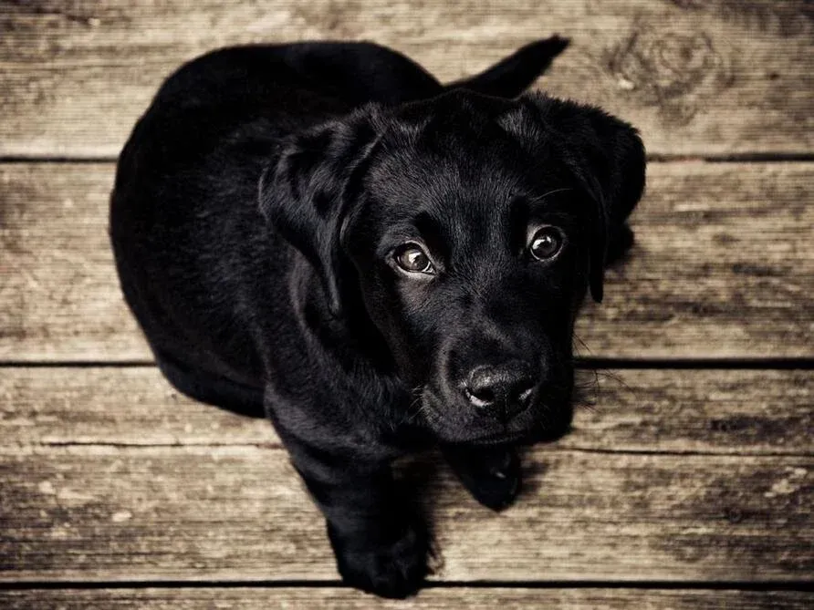 Black puppy sitting on a weathered wooden floor, looking up at the camera.