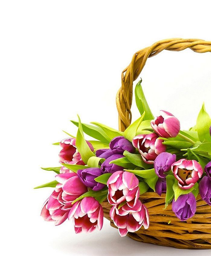 Basket of pink and purple tulips with green leaves