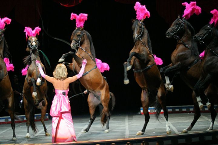 A blonde woman in pink directs several rearing horses with pink feathered headgear on a stage.