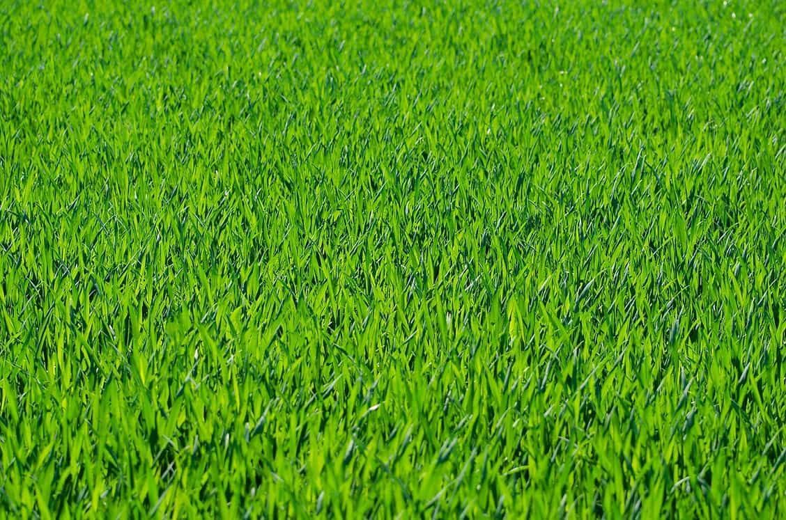 A Field Of Green Grass With A Lot Of Leaves — Serious About Landscape Supplies In West Gosford, NSW