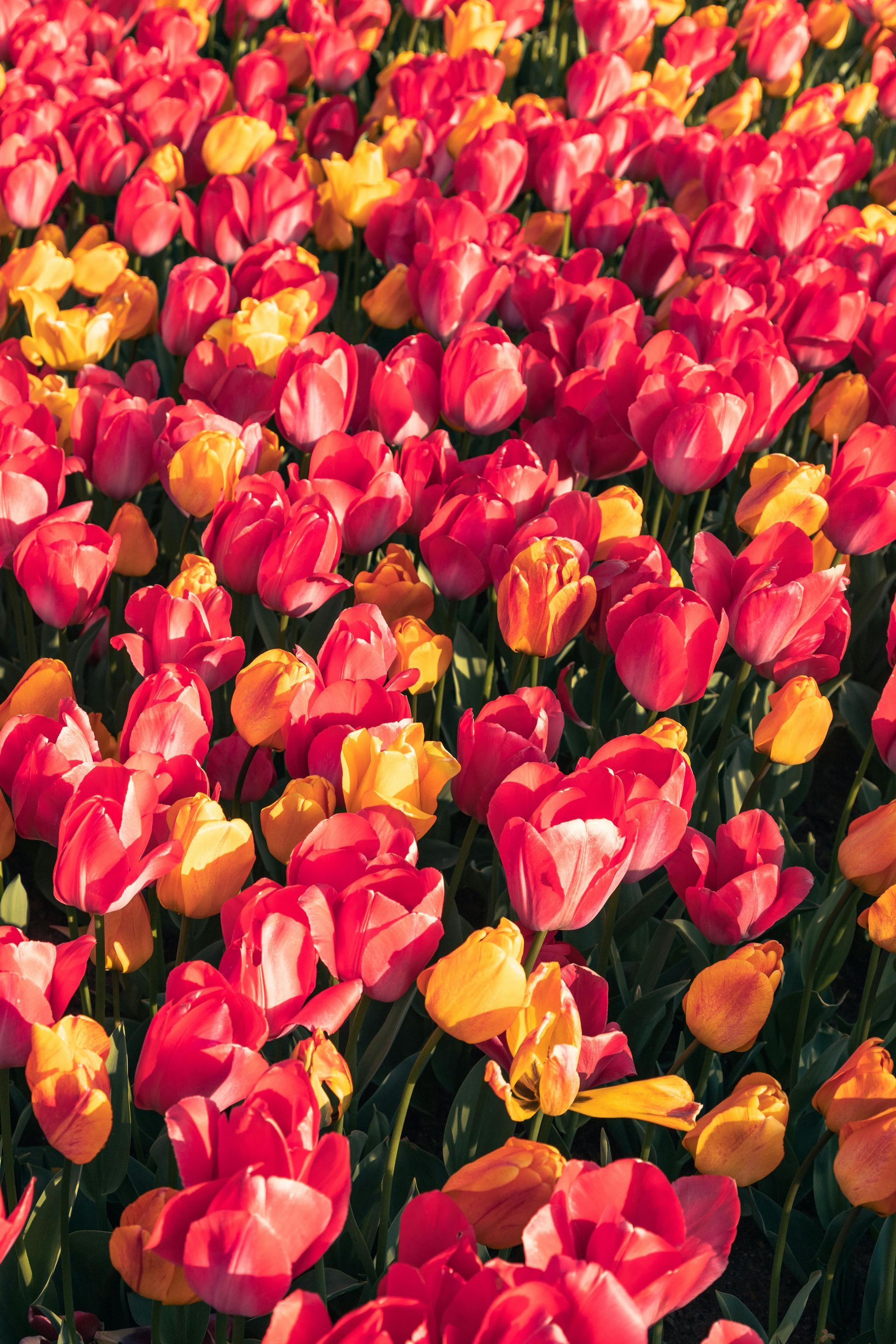 Kleurrijke rode, roze en gele tulpen vullen een tuinbed dicht op elkaar.