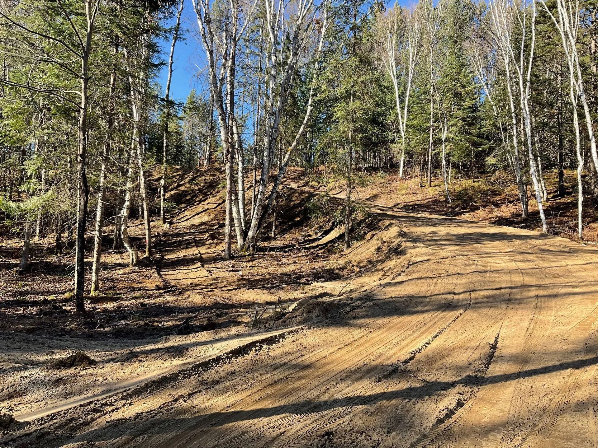 Un chemin de terre serpente à travers une forêt de bouleaux et de conifères sous un ciel d'un bleu éclatant.