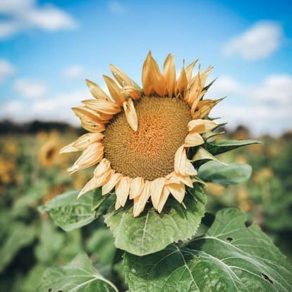 A close up of a sunflower in a field with a blue sky in the background.