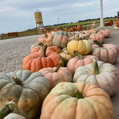 A row of pumpkins of different colors are sitting on the ground.
