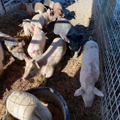 pig
