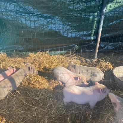 A group of pigs are laying in a pile of hay.
