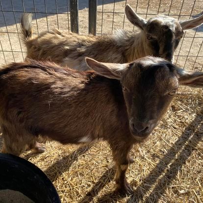 Two goats are standing next to each other in a pen.