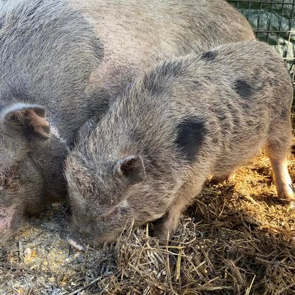 Two pigs are eating hay together in a pen.