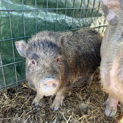 A pig is sitting in a cage next to another pig.