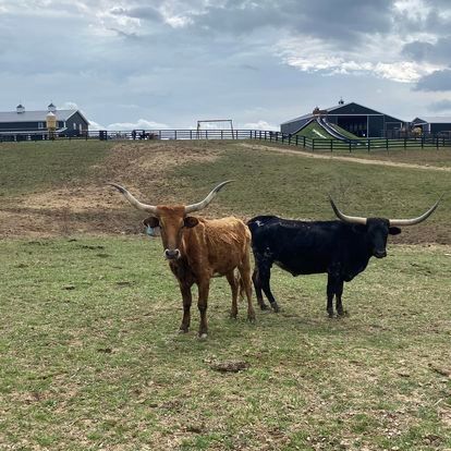 Two longhorn cows are standing in a grassy field.