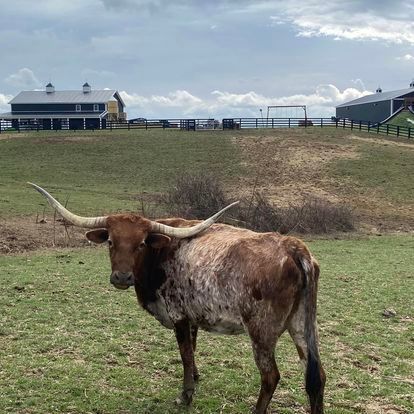 A brown and white cow with long horns is standing in a grassy field.