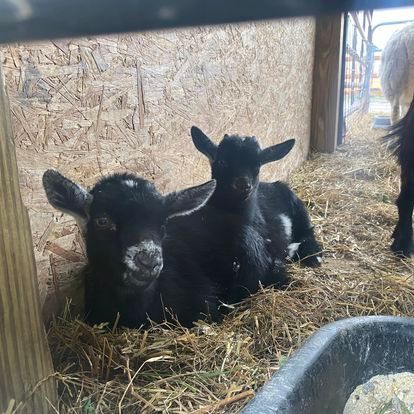 Two baby goats are laying in the hay in a pen.