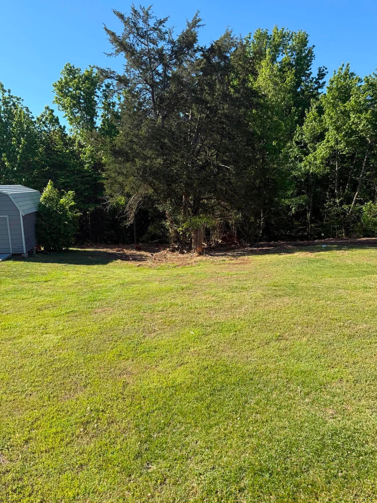 Sunny backyard with a grassy lawn, dense trees, and a small shed on the left