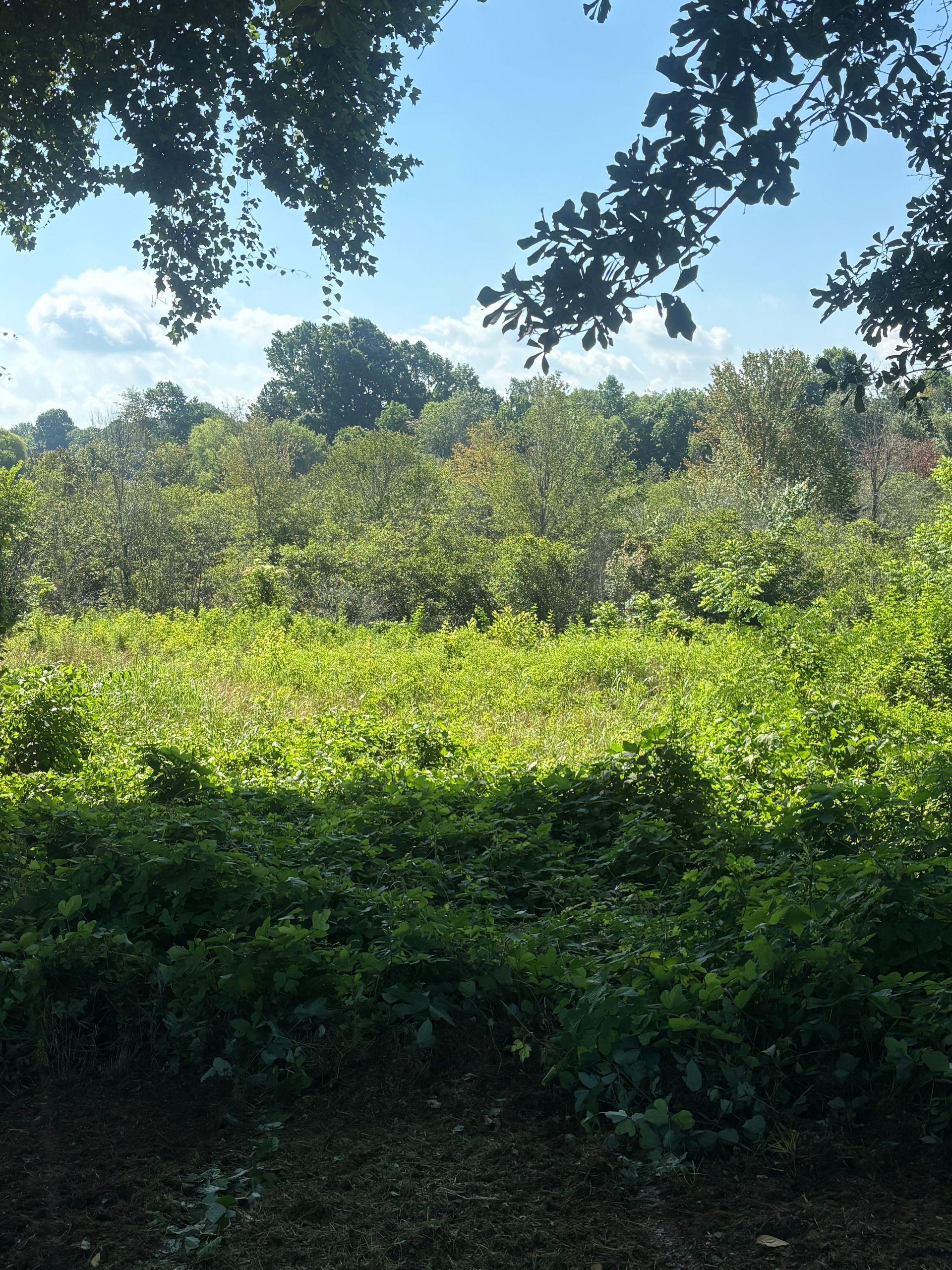 Sunlit green field and dense trees under a blue sky, framed by dark leaves overhead