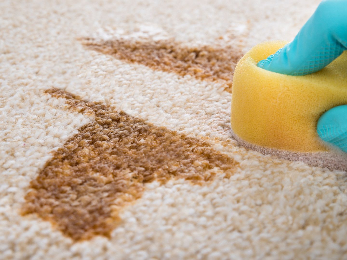 Hand cleaning a carpet stain with a yellow sponge and blue glove