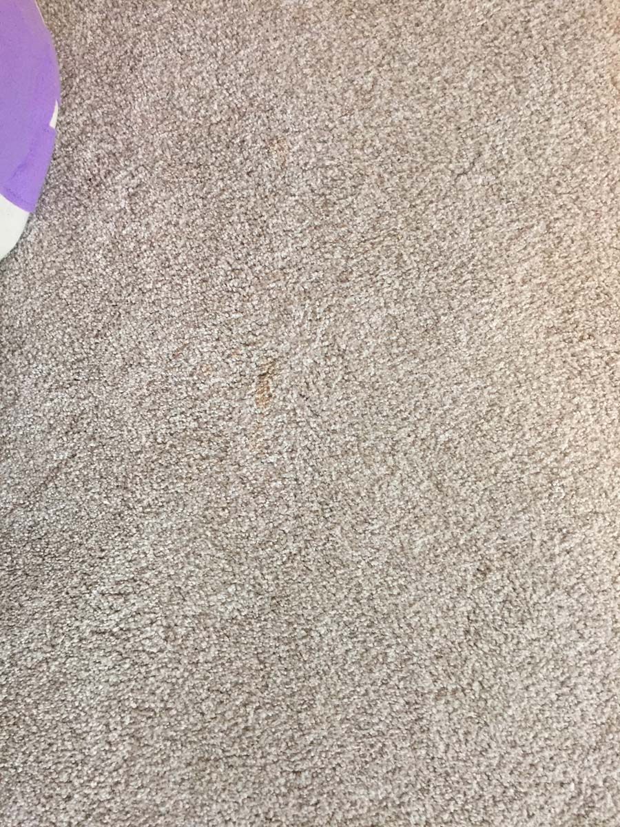 Beige carpet with a small brown stain near the center and a purple object at the left edge