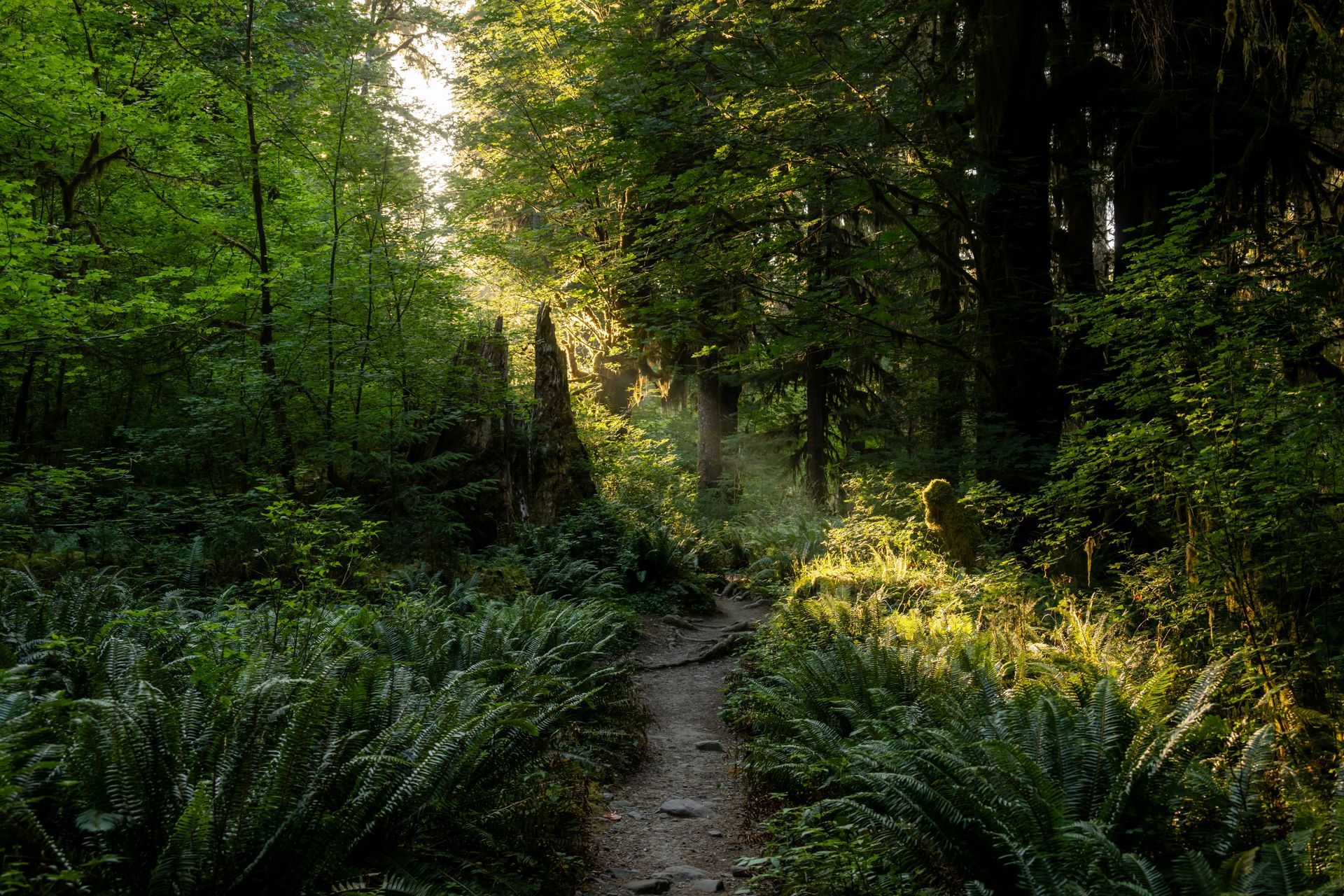 Sunlit forest path winding through dense green trees and ferns