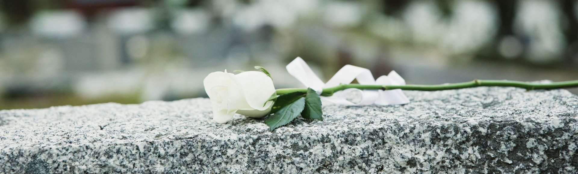 White flowers resting on a gray stone ledge, with a blurred background