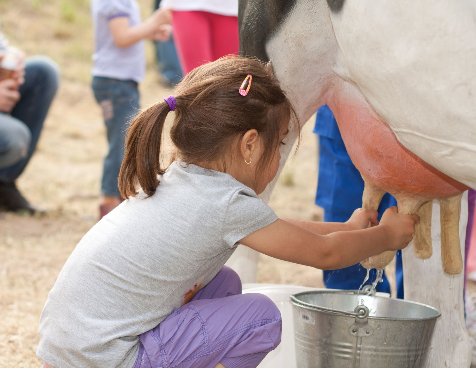 Girl milking a cow, with a bucket between them, outdoors. Others watch in the background.