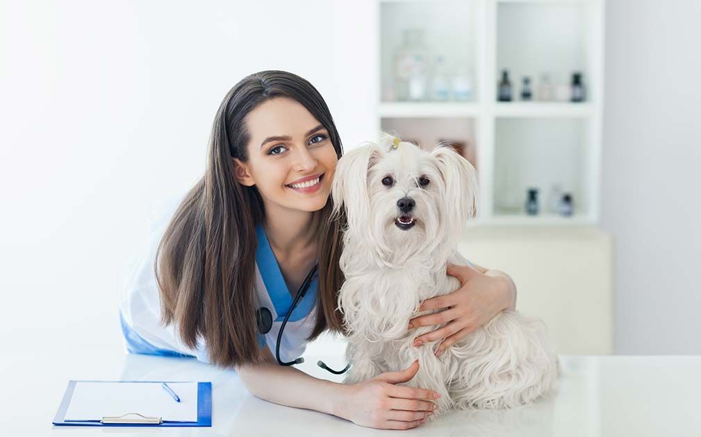 a female veterinarian is holding a small white dog
