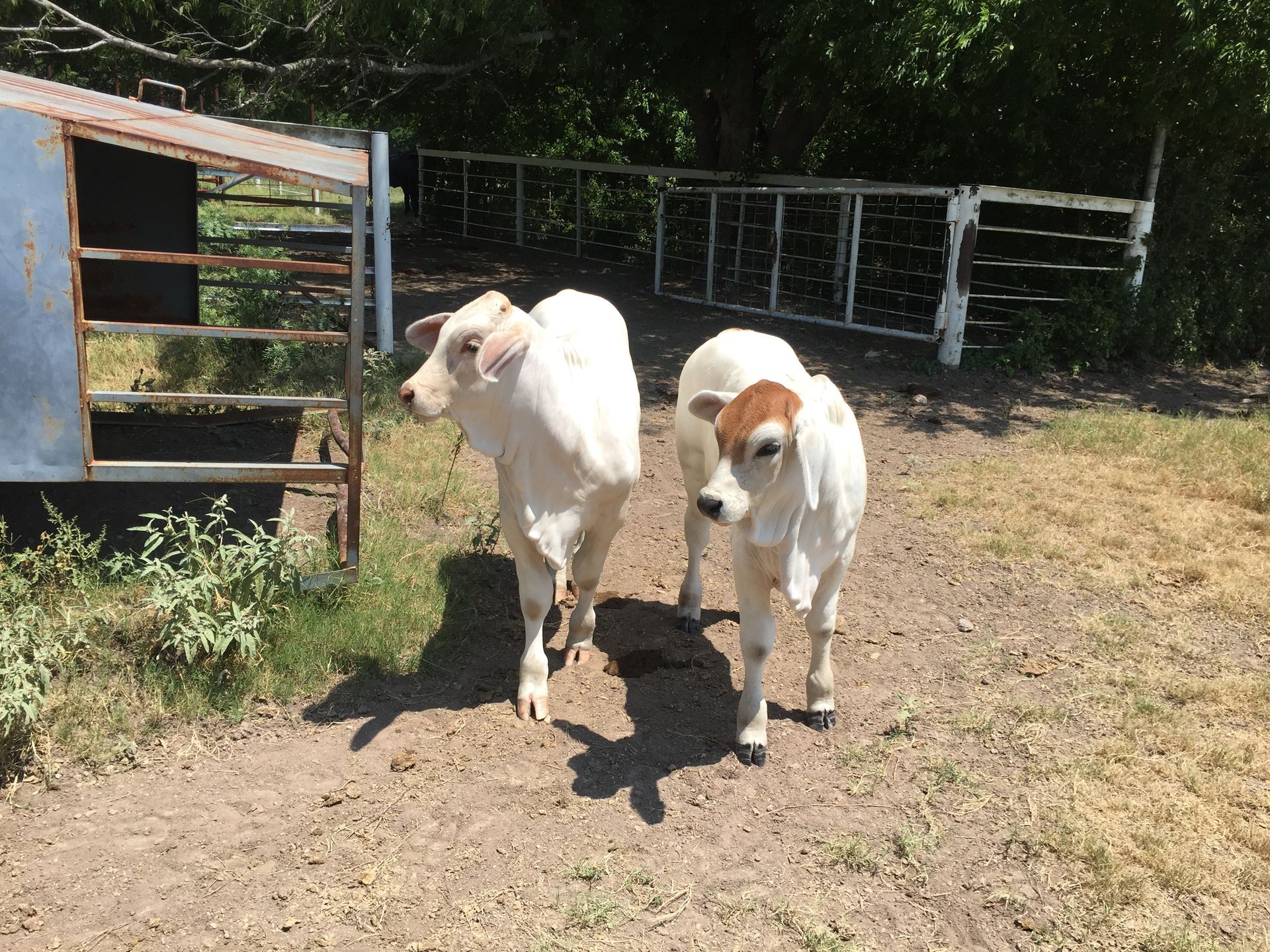 Two Baby Cows - Lubbock, TX - Gery Joy Health and Life Two Baby Cows - Lubbock, TX - Gery Joy Health and Life