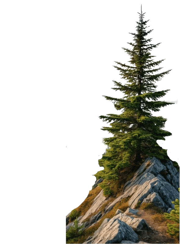 A tall evergreen tree grows on a steep, jagged, grey rock formation against a white background.